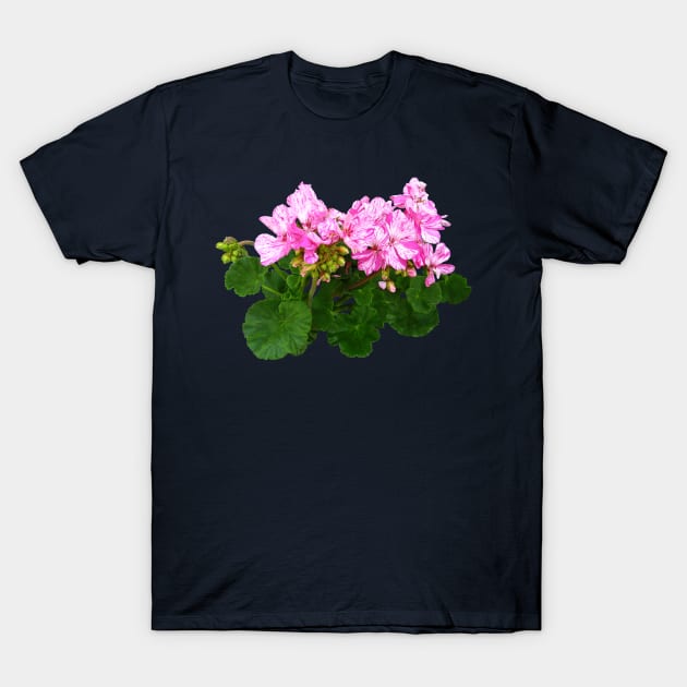 Pink and White Striped Geraniums T-Shirt by SusanSavad